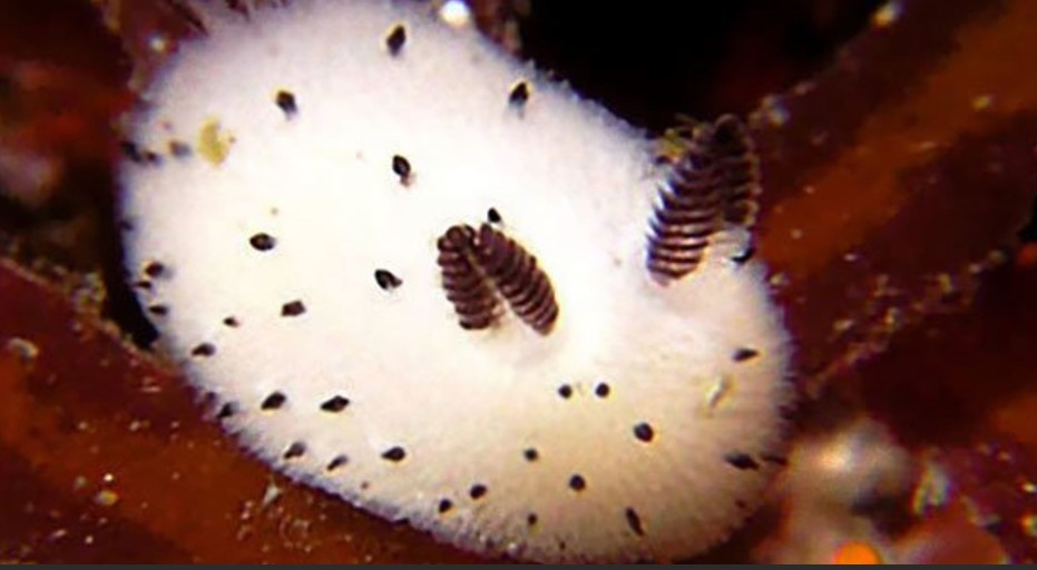 sea bunny facts